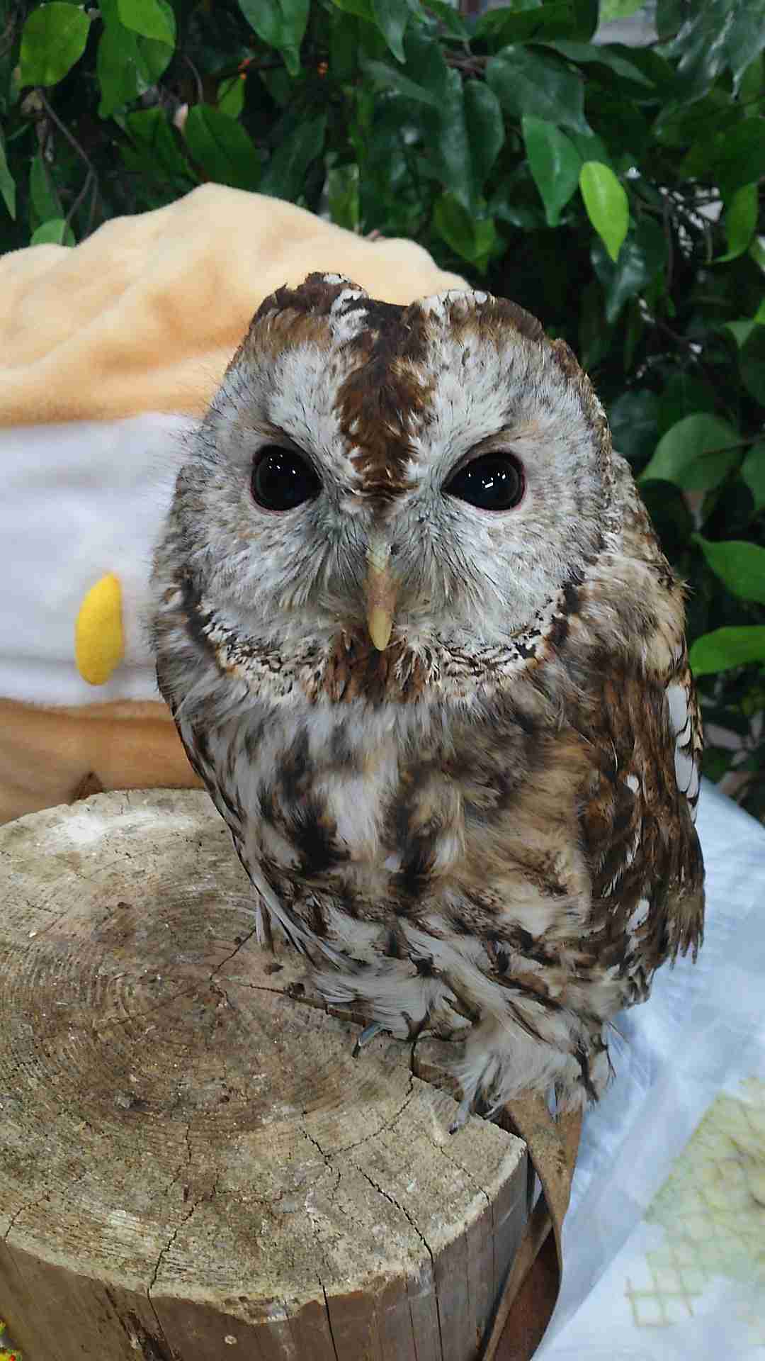 鳥カフェ、オープン！