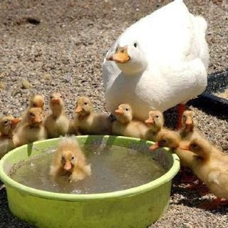 鳥カフェ、オープン！