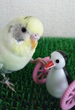 鳥カフェ、オープン！