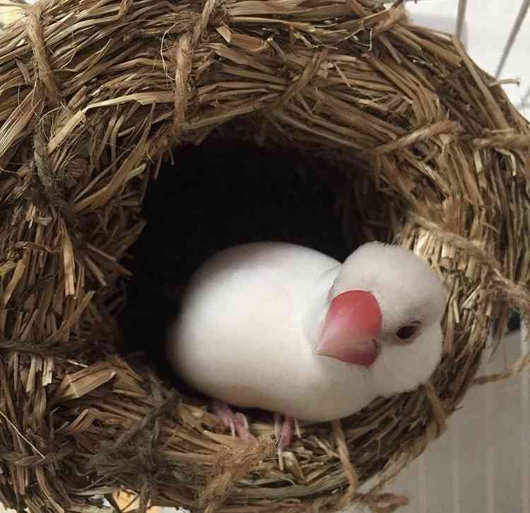鳥カフェ、オープン！
