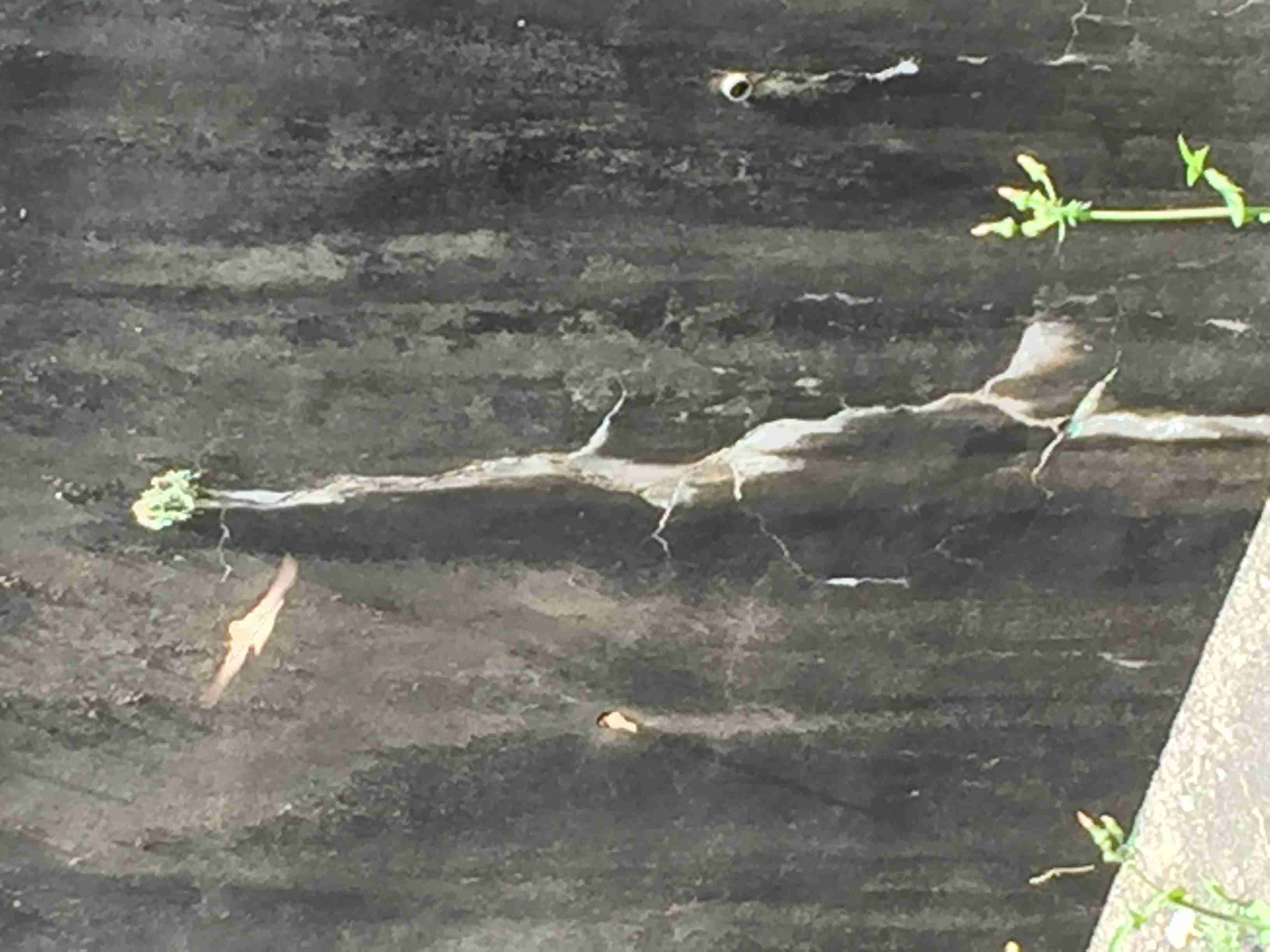 鳥カフェ、オープン！