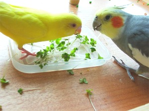 鳥カフェ、オープン！