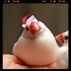鳥カフェ、オープン！