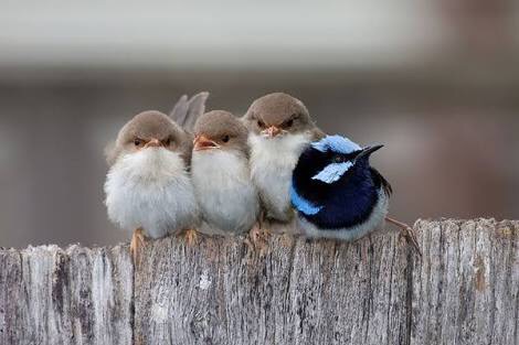 鳥カフェ、オープン！