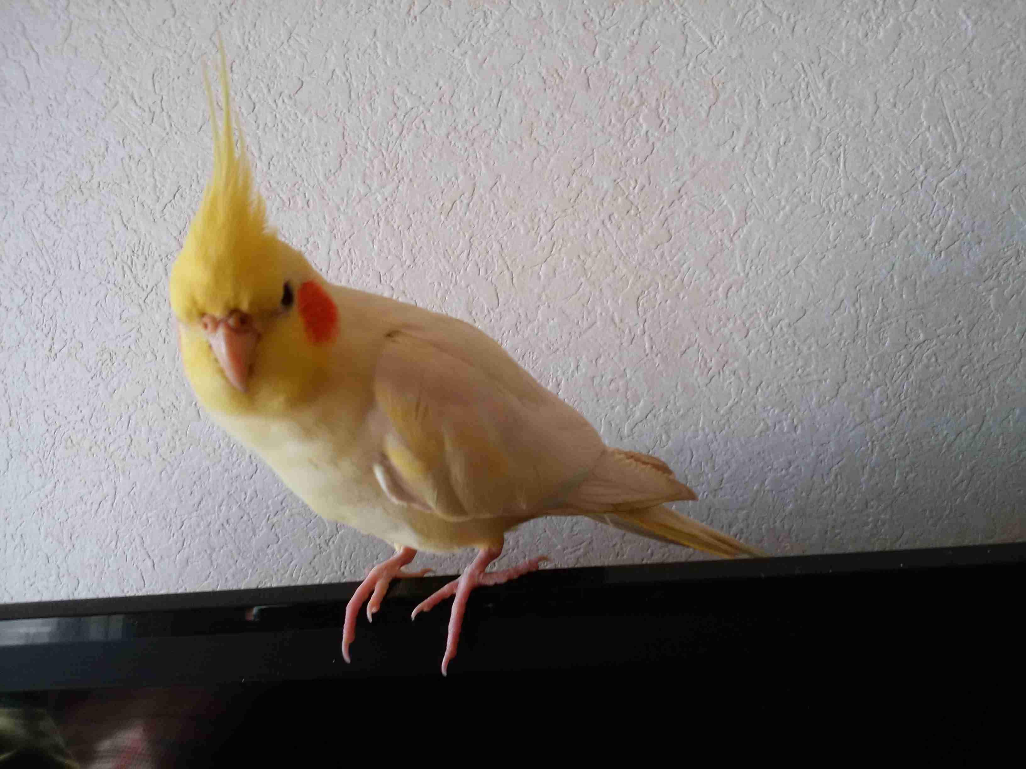 鳥カフェ、オープン！