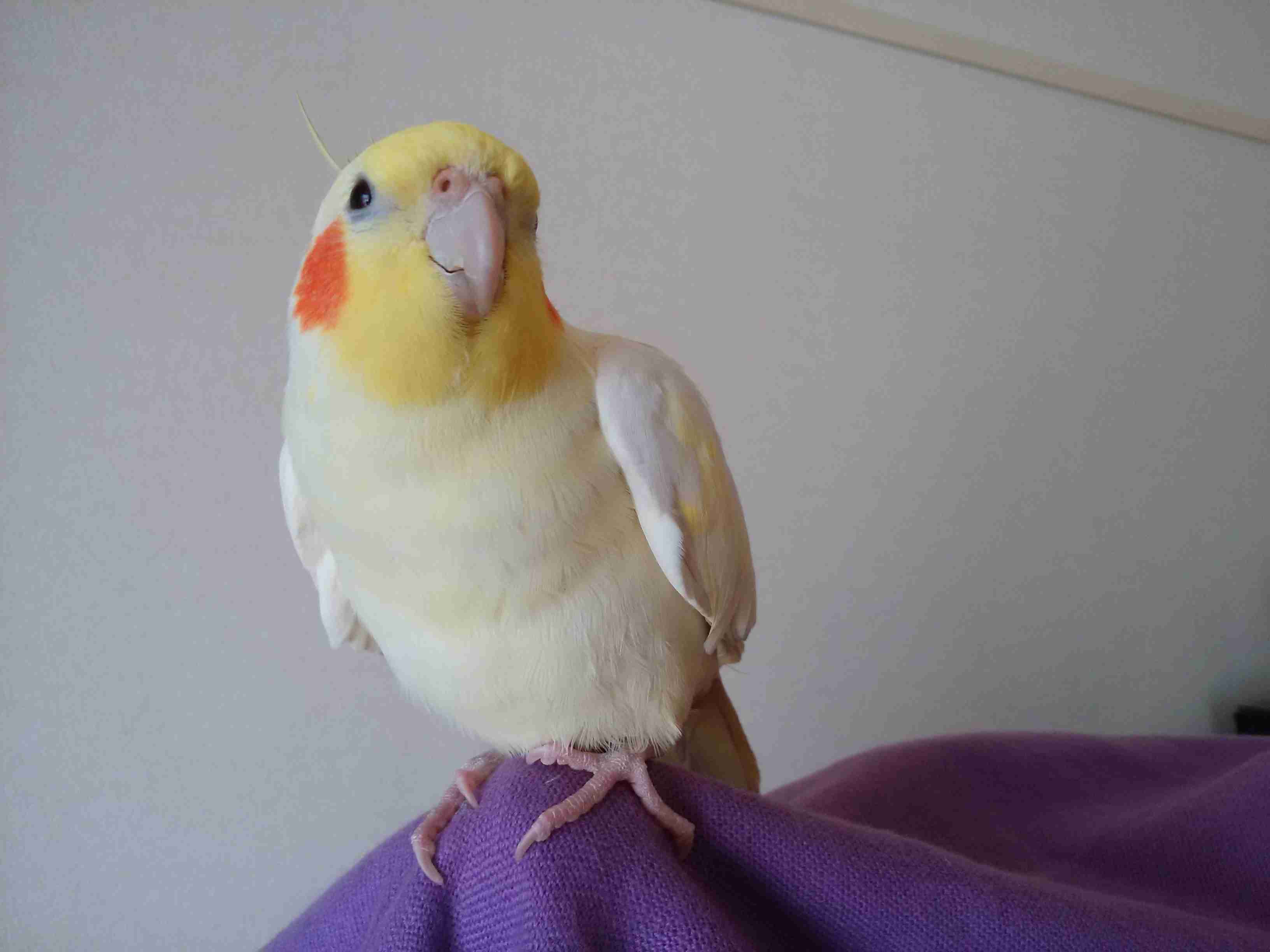 鳥カフェ、オープン！
