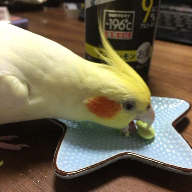 鳥カフェ、オープン！