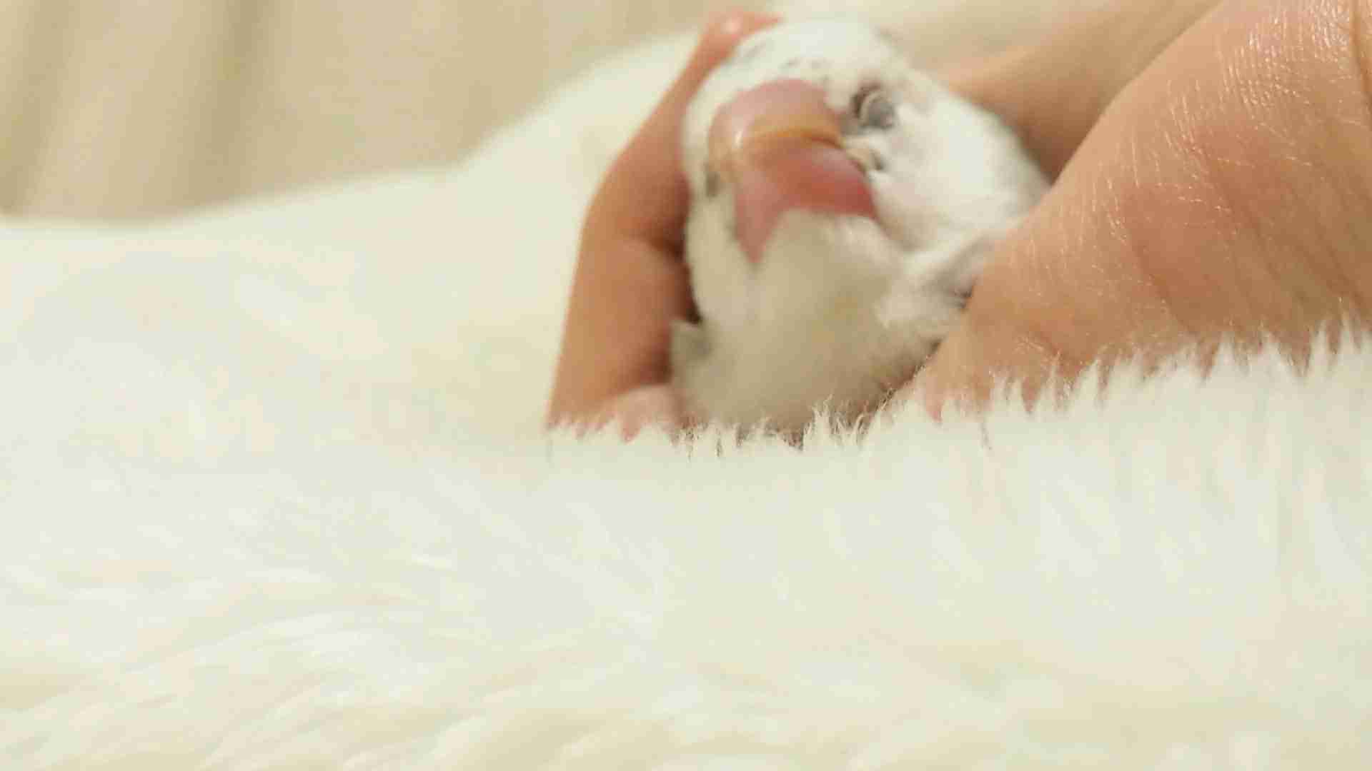 鳥カフェ、オープン！