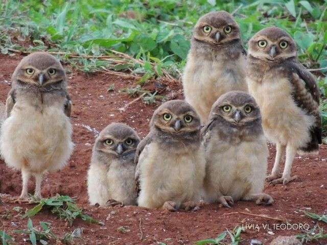 鳥カフェ、オープン！