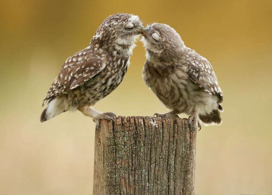 鳥カフェ、オープン！