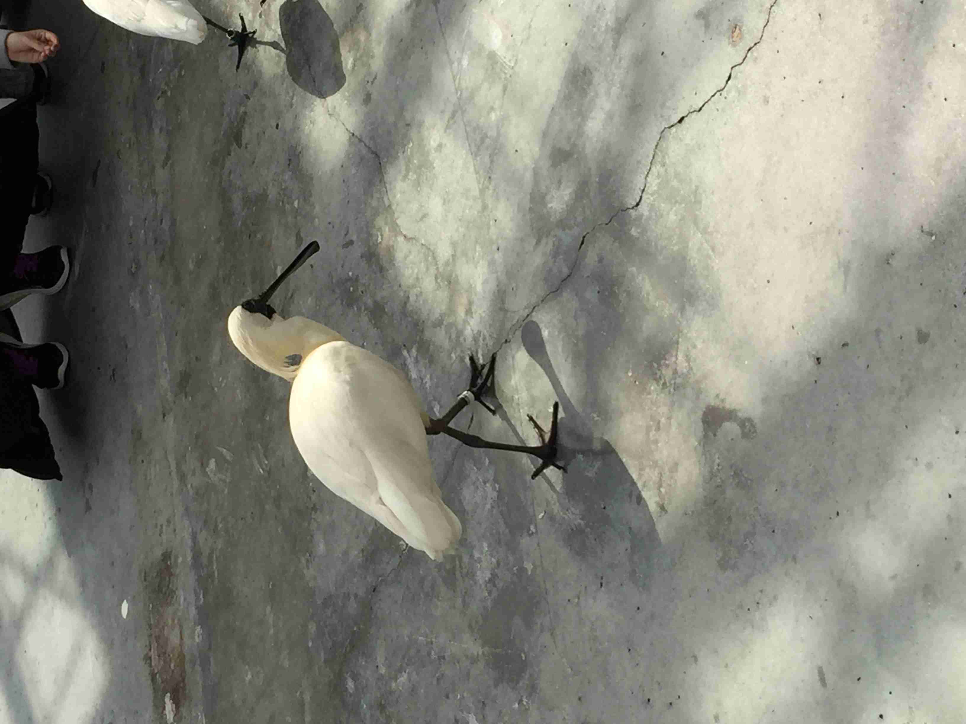 鳥カフェ、オープン！