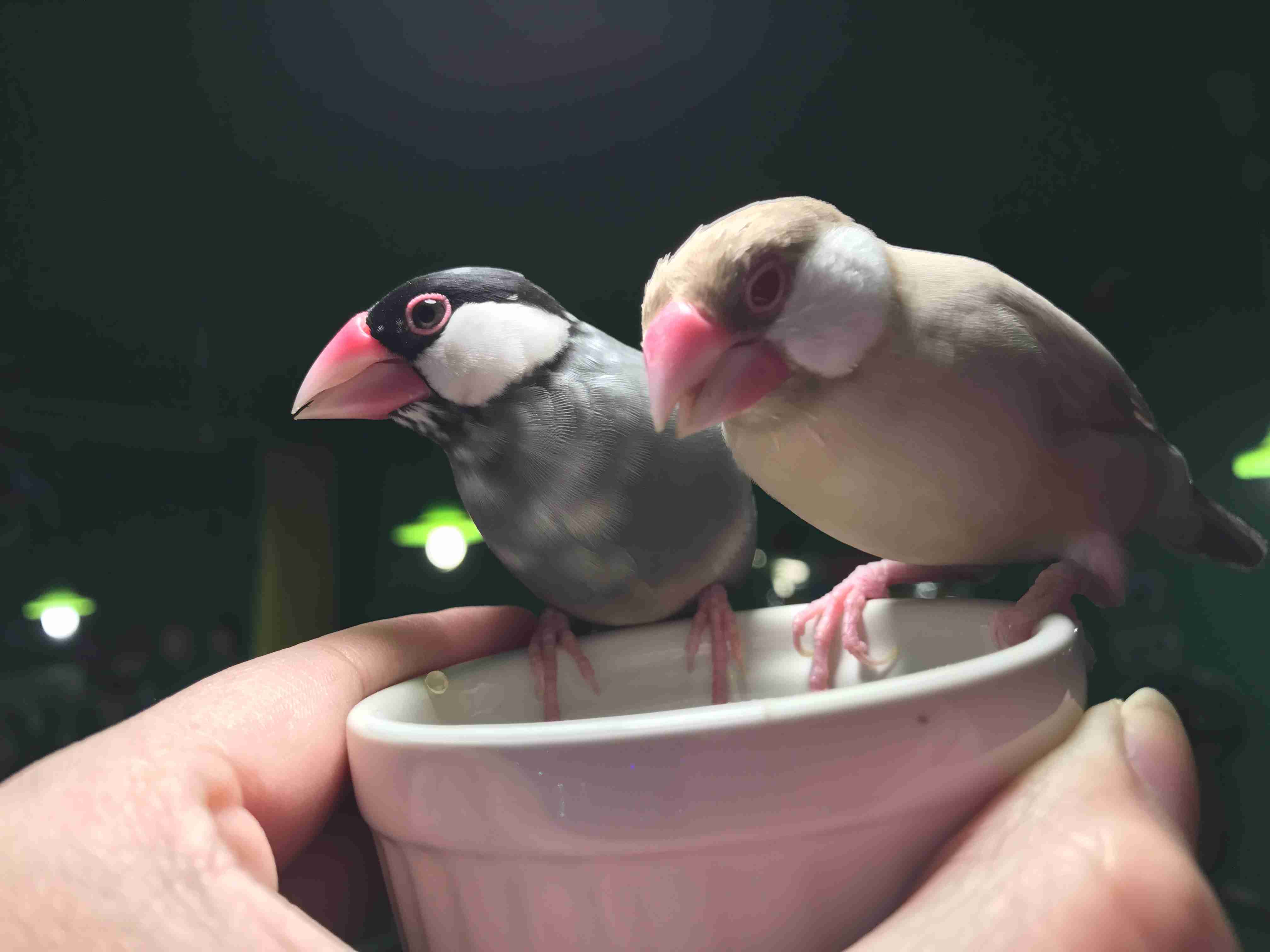 鳥カフェ、オープン！