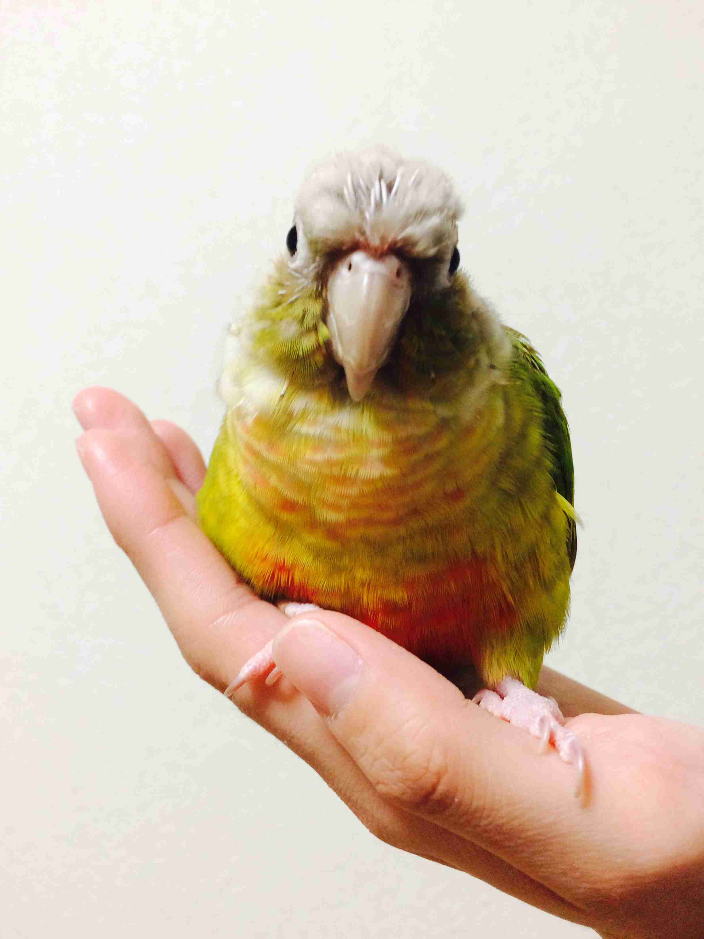 鳥カフェ、オープン！
