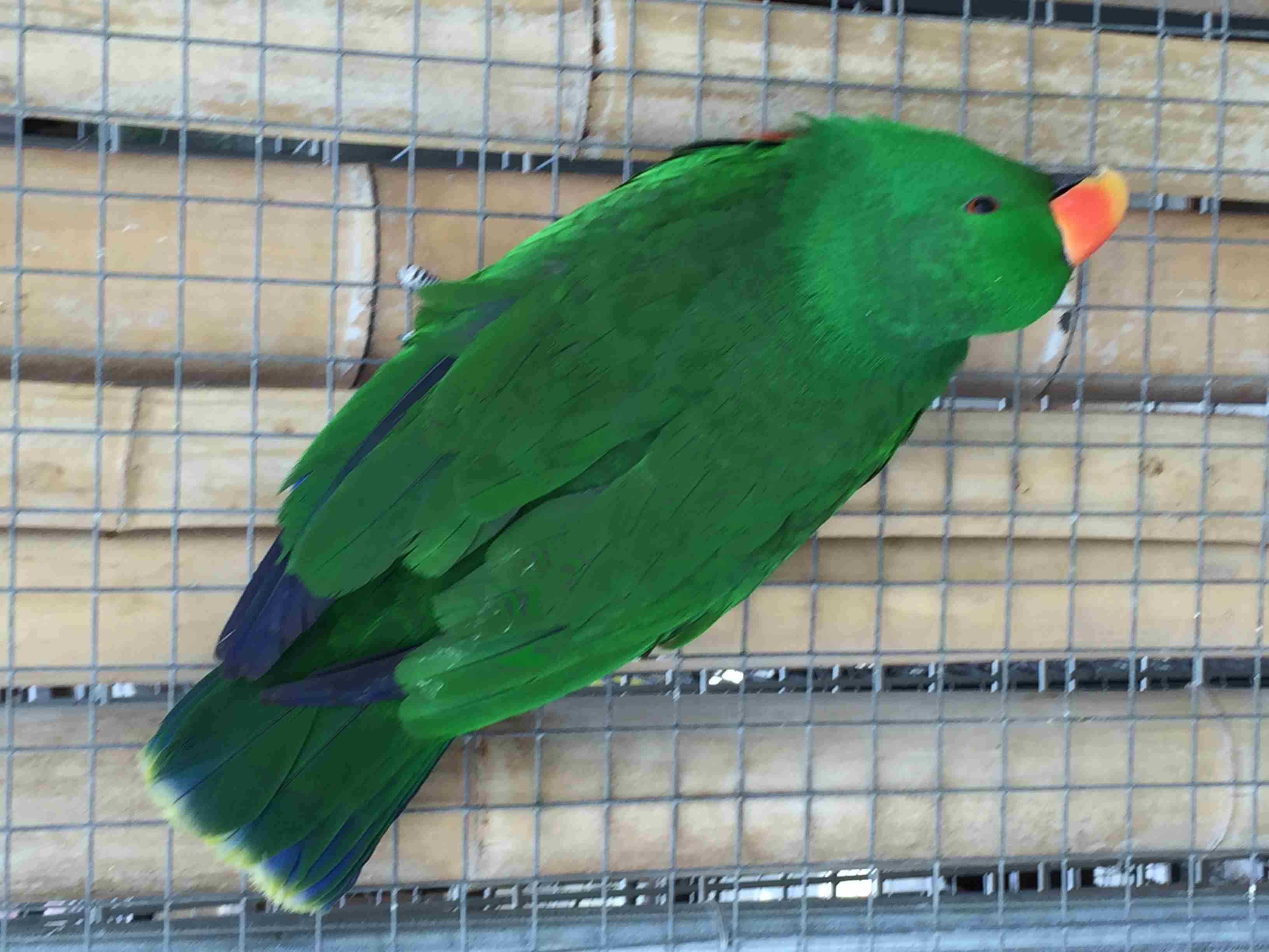 鳥カフェ、オープン！