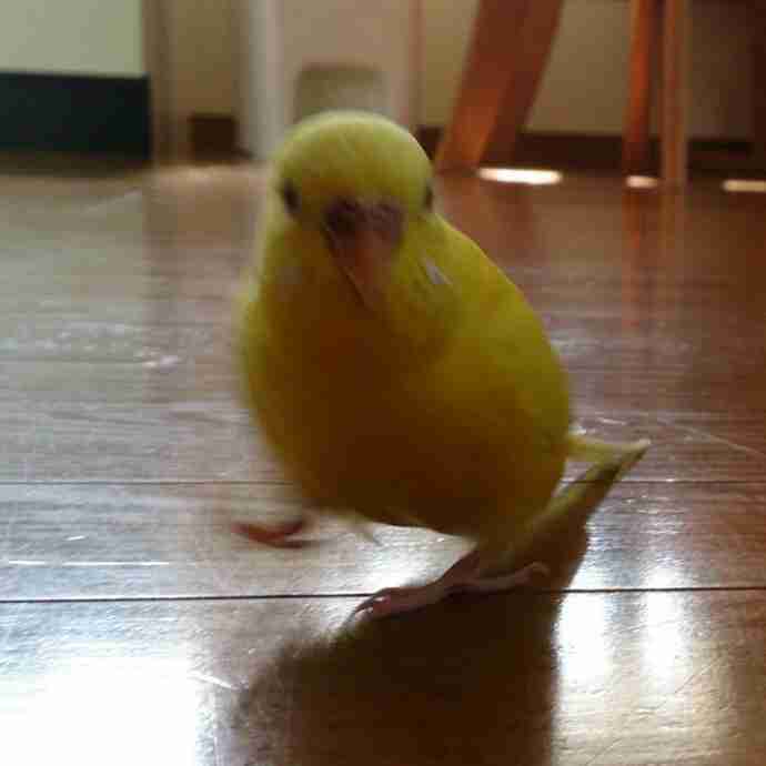 鳥カフェ、オープン！