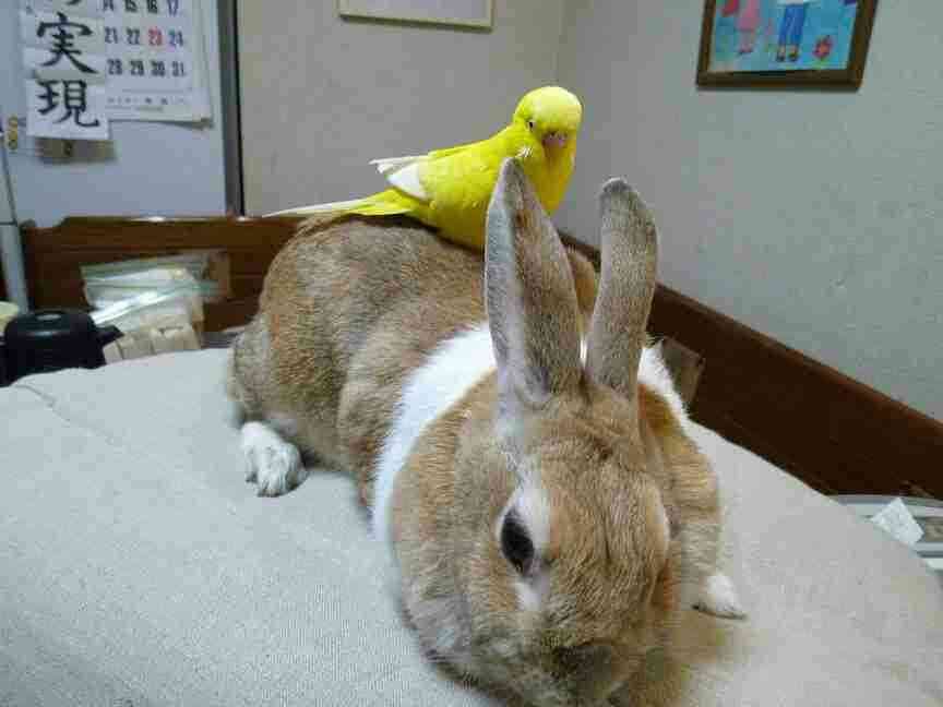 鳥カフェ、オープン！