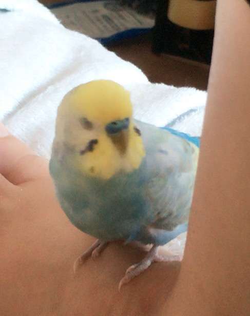鳥カフェ、オープン！