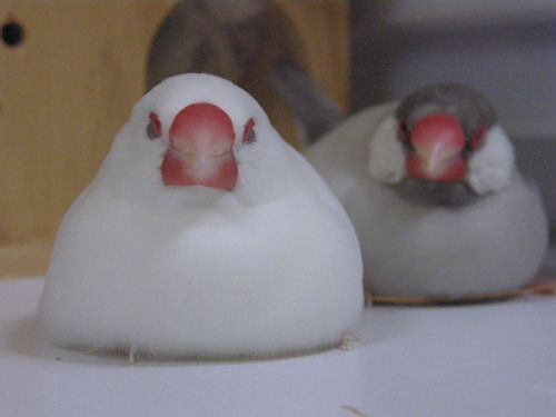 鳥カフェ、オープン！