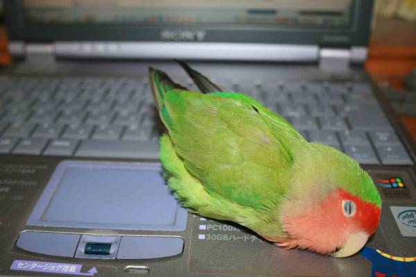 鳥カフェ、オープン！