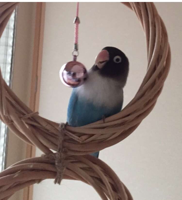 鳥カフェ、オープン！