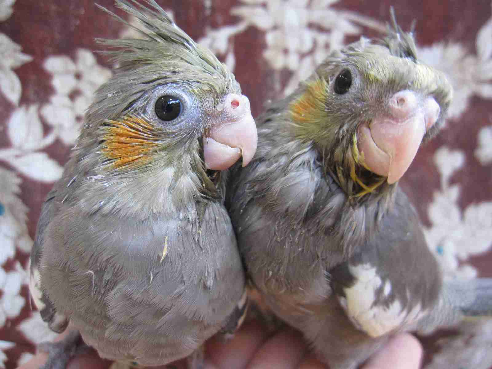鳥カフェ、オープン！