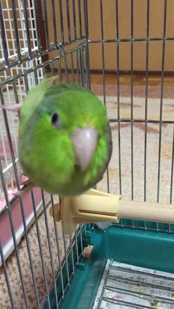 鳥カフェ、オープン！