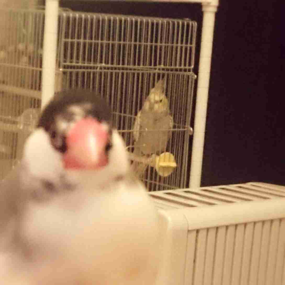 鳥カフェ、オープン！