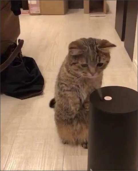 加湿器が気になって仕方ない猫が可愛すぎる