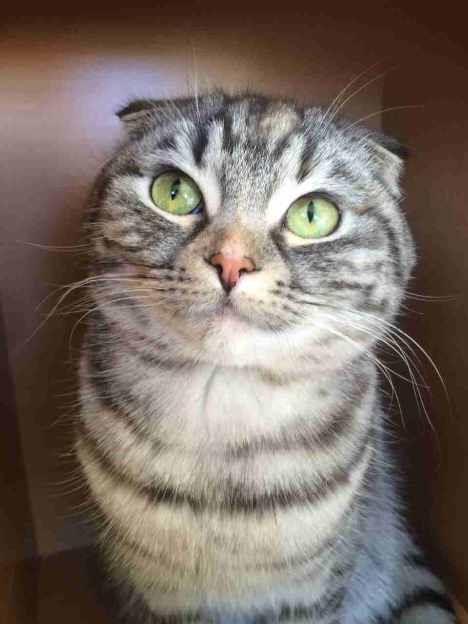 加湿器が気になって仕方ない猫が可愛すぎる