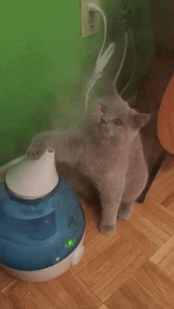 加湿器が気になって仕方ない猫が可愛すぎる