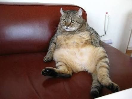 ヤンキーみたいな動物の画像を貼るトピ