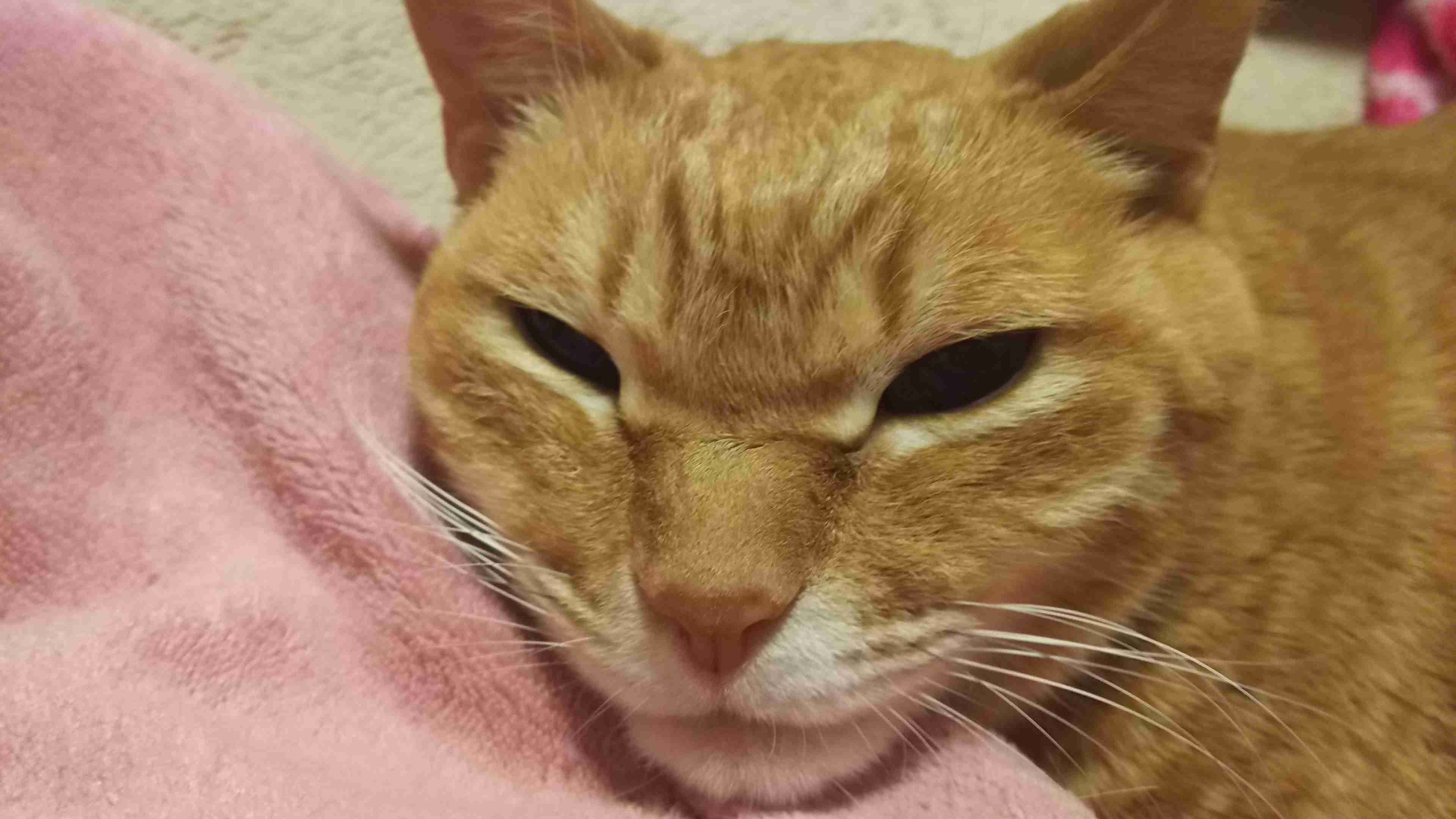 ヤンキーみたいな動物の画像を貼るトピ