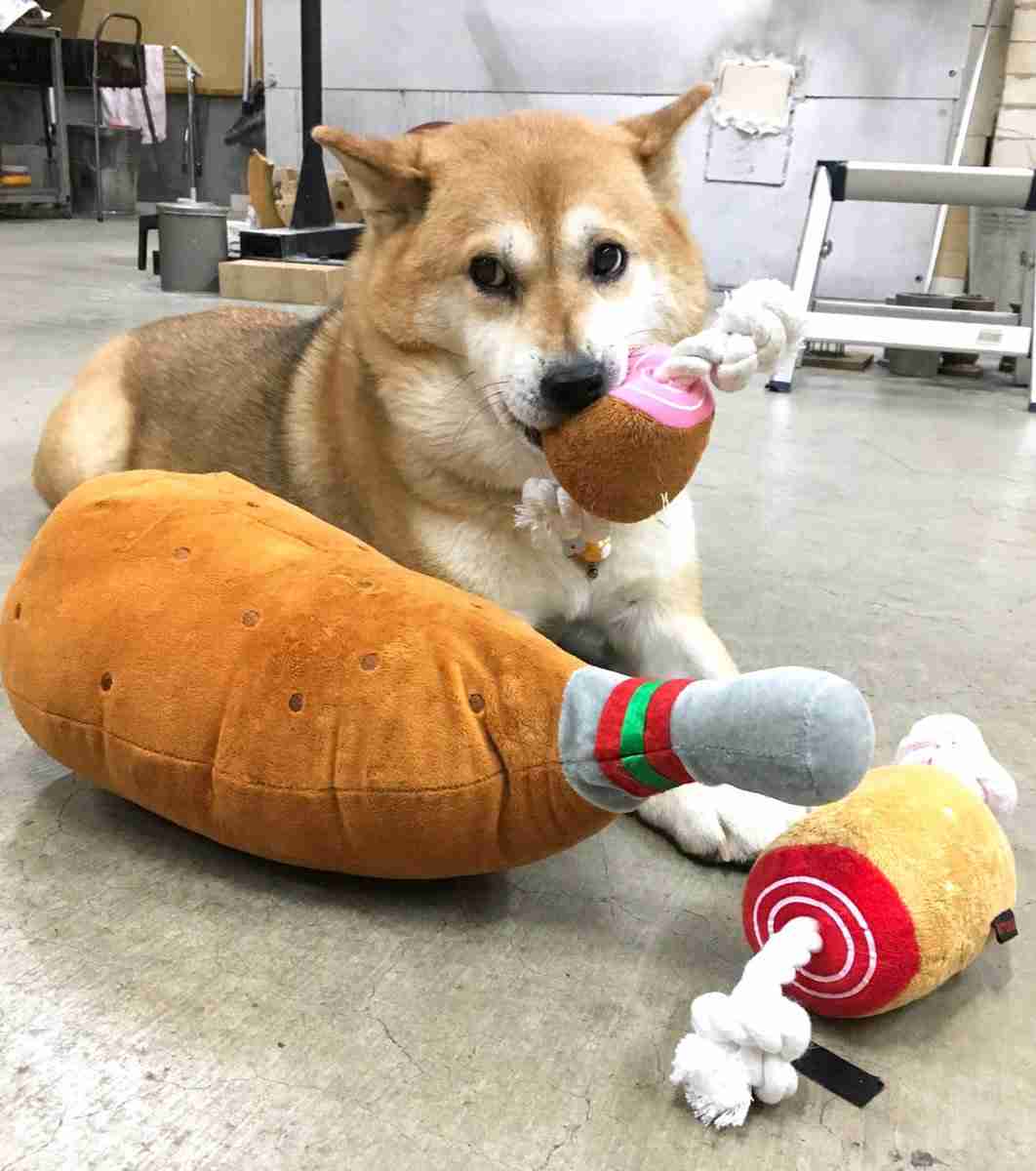 ヤンキーみたいな動物の画像を貼るトピ