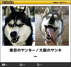 ヤンキーみたいな動物の画像を貼るトピ