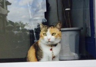 ヤンキーみたいな動物の画像を貼るトピ