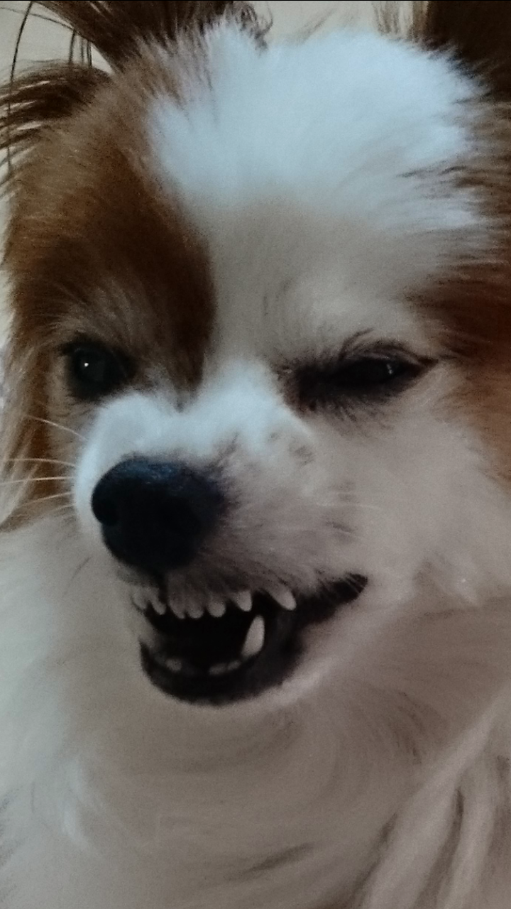 ヤンキーみたいな動物の画像を貼るトピ
