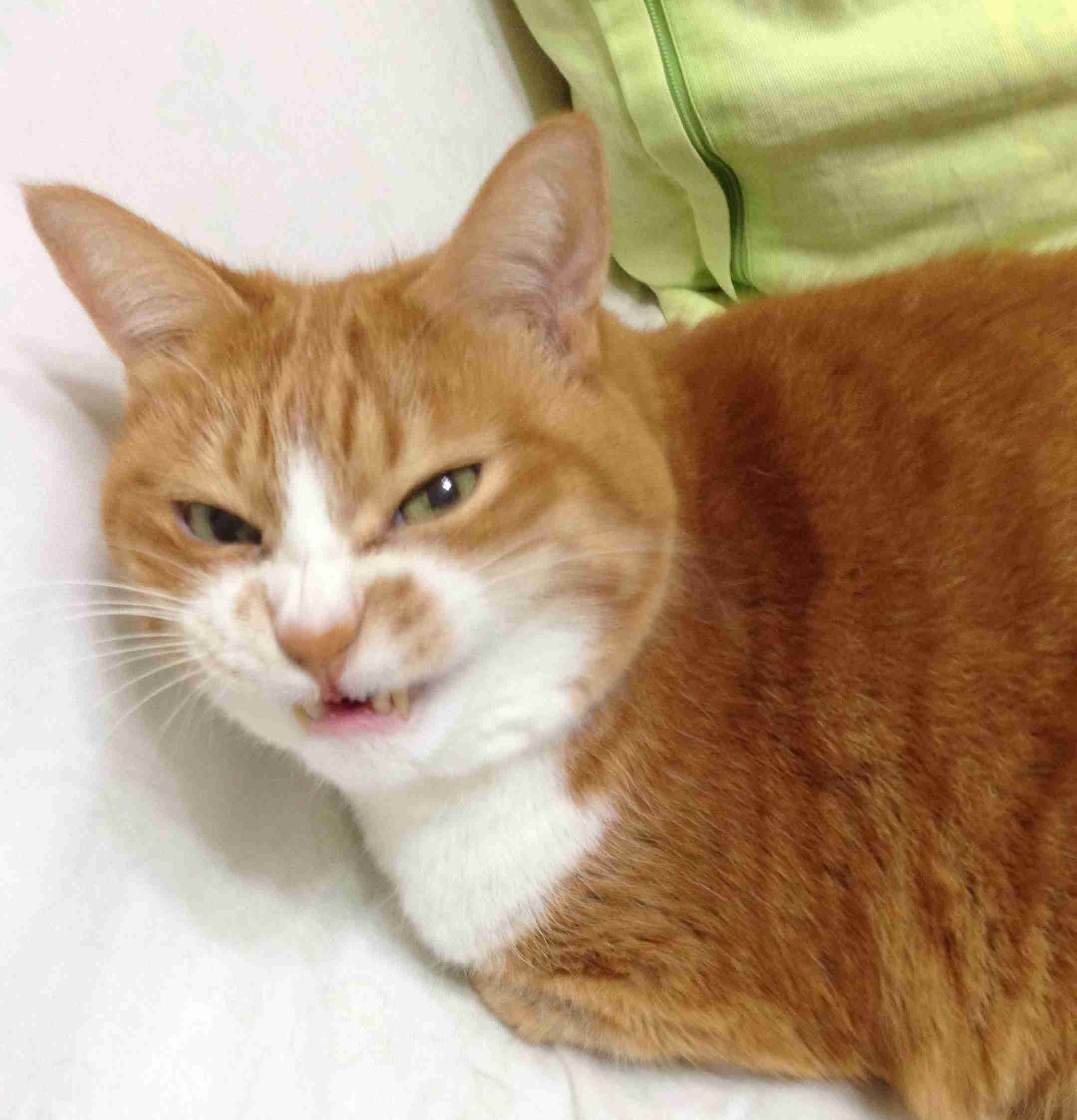 ヤンキーみたいな動物の画像を貼るトピ