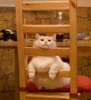 ヤンキーみたいな動物の画像を貼るトピ