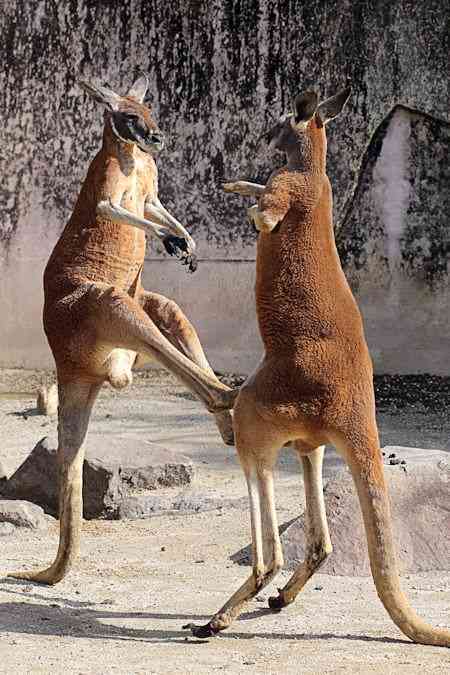 ヤンキーみたいな動物の画像を貼るトピ