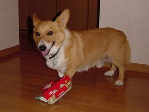 ヤンキーみたいな動物の画像を貼るトピ