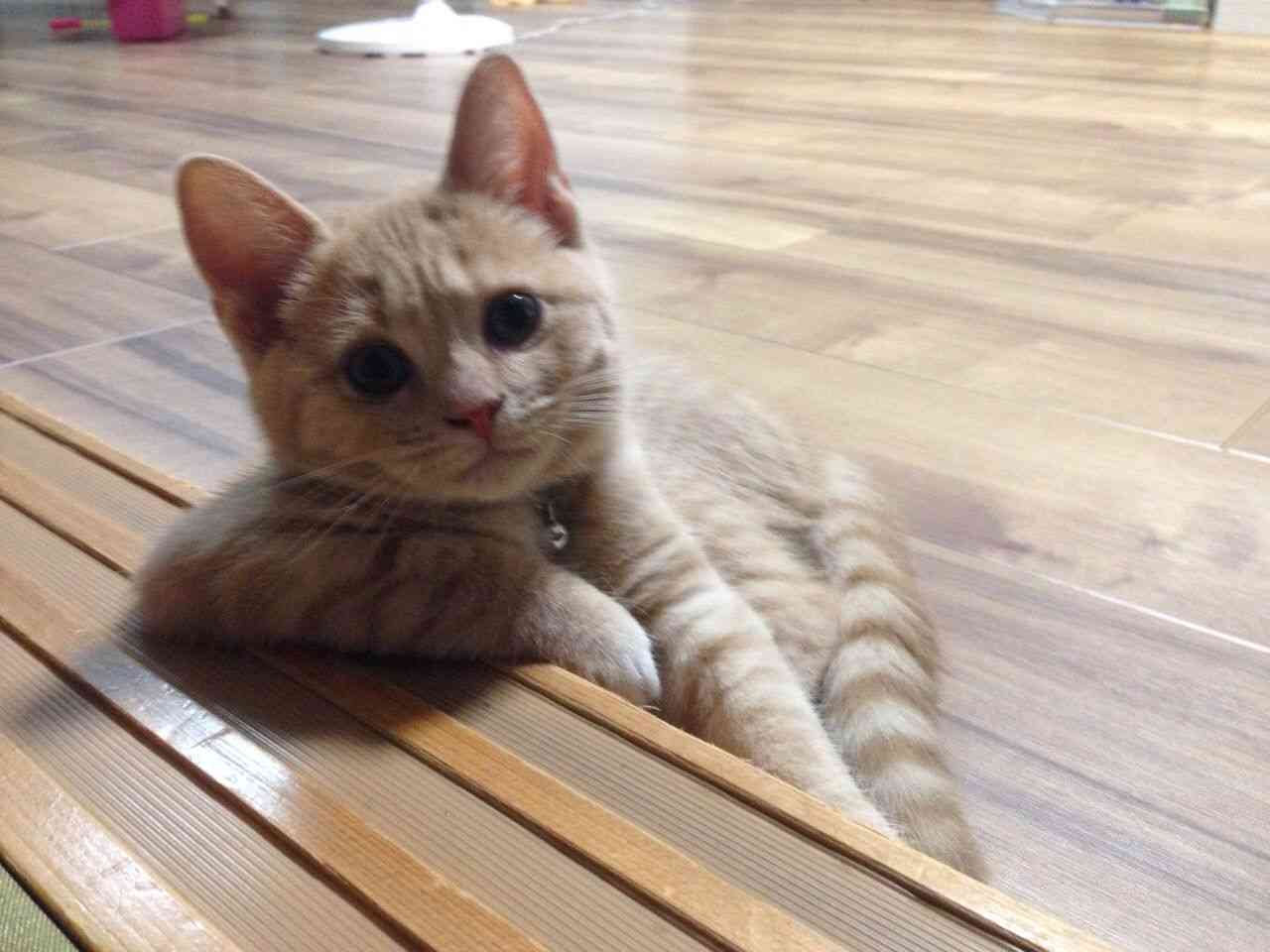 ヤンキーみたいな動物の画像を貼るトピ