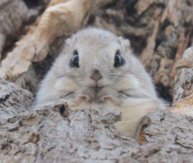 ヤンキーみたいな動物の画像を貼るトピ