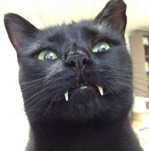 ヤンキーみたいな動物の画像を貼るトピ