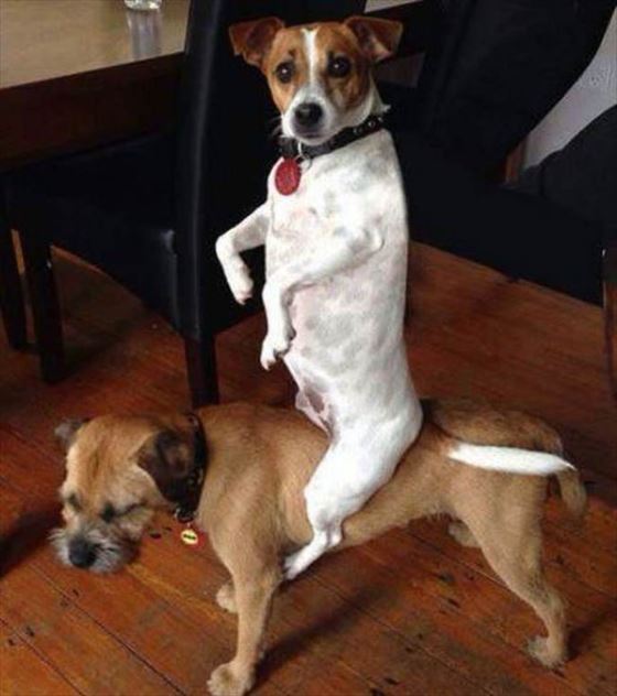 ヤンキーみたいな動物の画像を貼るトピ