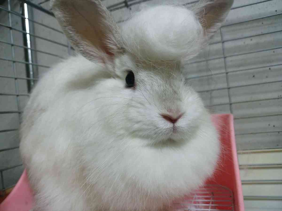 ヤンキーみたいな動物の画像を貼るトピ