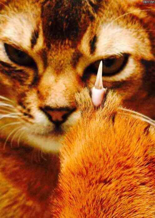 ヤンキーみたいな動物の画像を貼るトピ