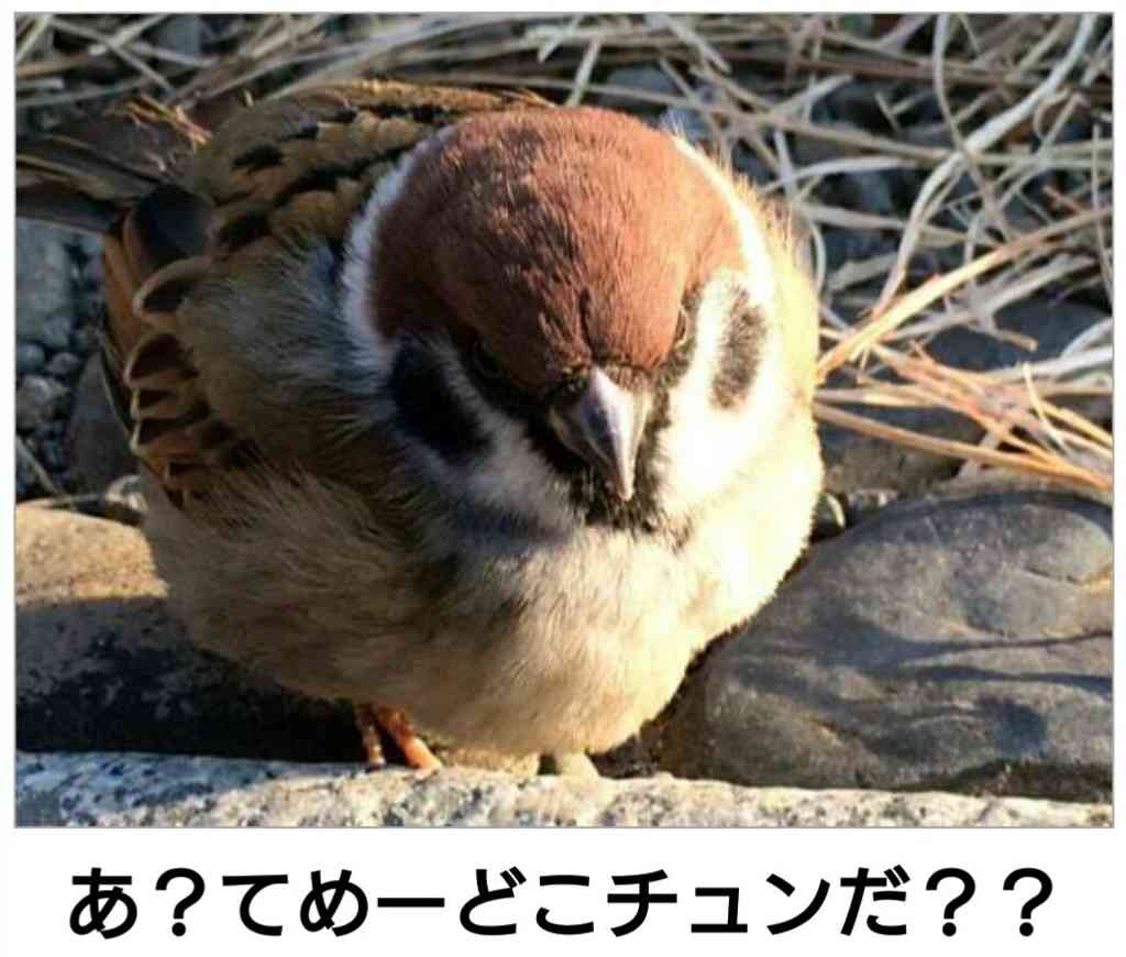 ヤンキーみたいな動物の画像を貼るトピ