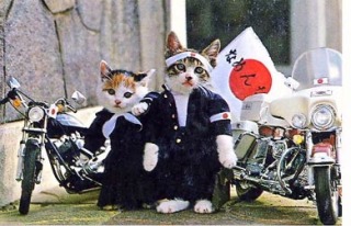 ヤンキーみたいな動物の画像を貼るトピ