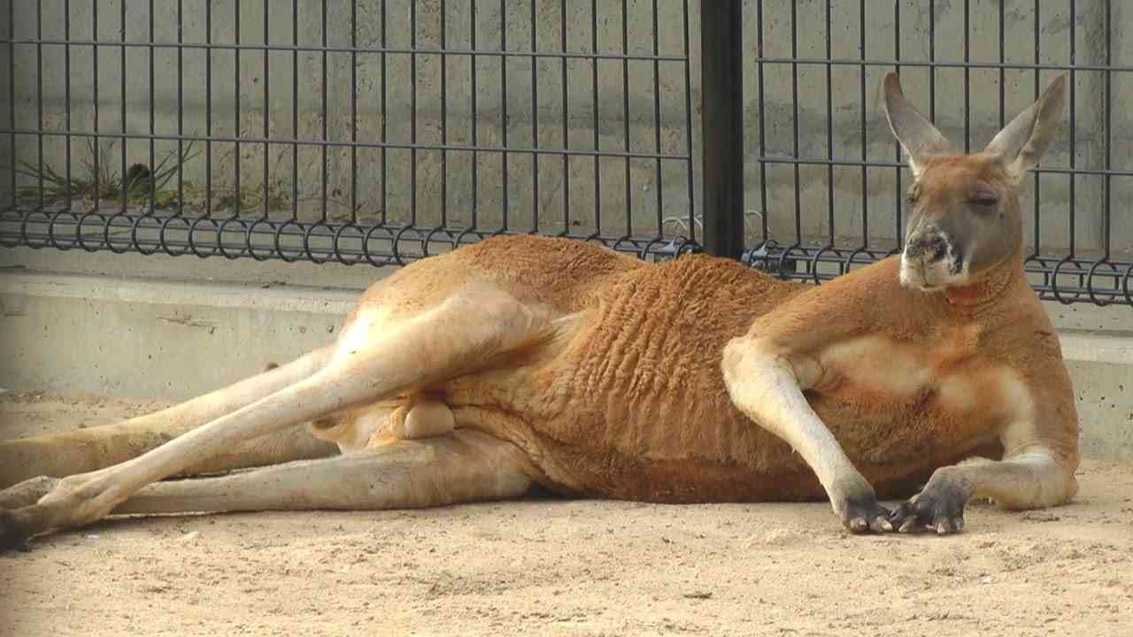 ヤンキーみたいな動物の画像を貼るトピ