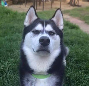 ヤンキーみたいな動物の画像を貼るトピ
